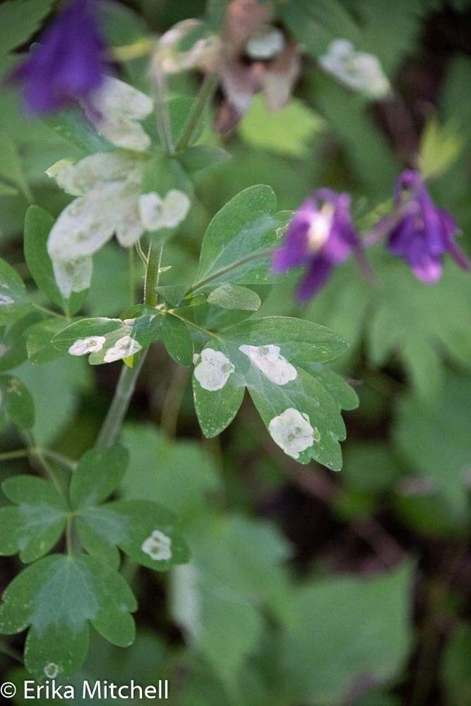 Image of Phytomyza aquilegiana Frost 1930