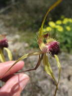 Image of Scott River spider orchid