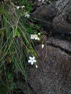 Image of Centaurium scilloides (L. fil.) Samp.