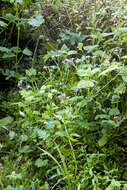 Image of Senecio poseideonis Hilliard & B. L. Burtt