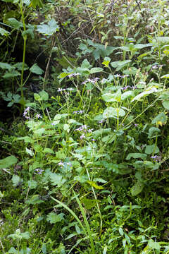 Image of Senecio poseideonis Hilliard & B. L. Burtt