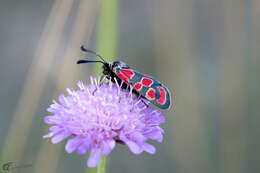 Image of Zygaena carniolica Scopoli 1763