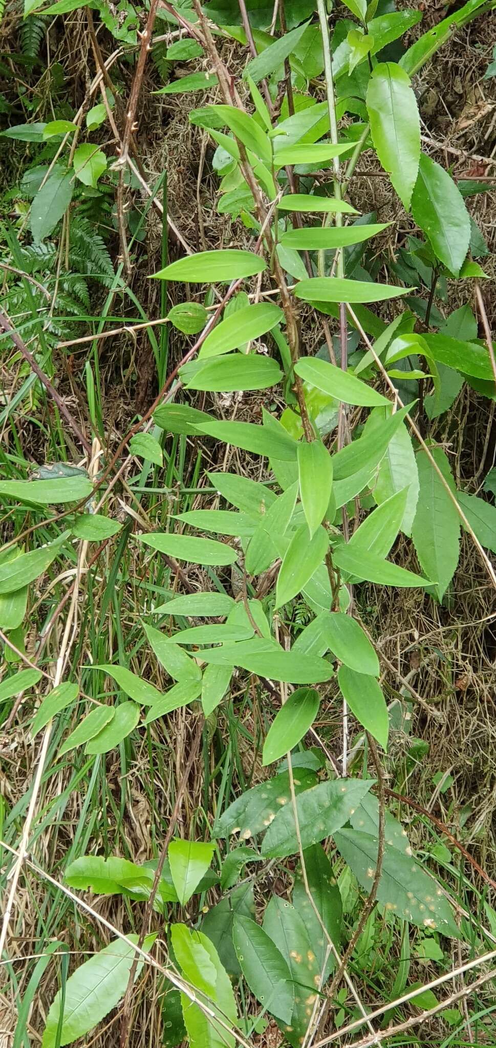 Imagem de Bomarea multiflora (L. fil.) Mirb.