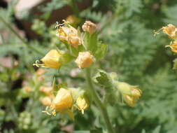 صورة Polemonium foliosissimum var. flavum (Greene) Anway