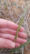 Image of Panicum laevinode Lindl.