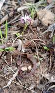 Image of autumn squill