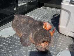 Image of Bering wolffish