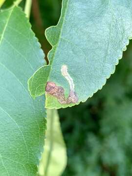 Image of Stigmella prunifoliella (Clemens 1861) Newton et al. 1982