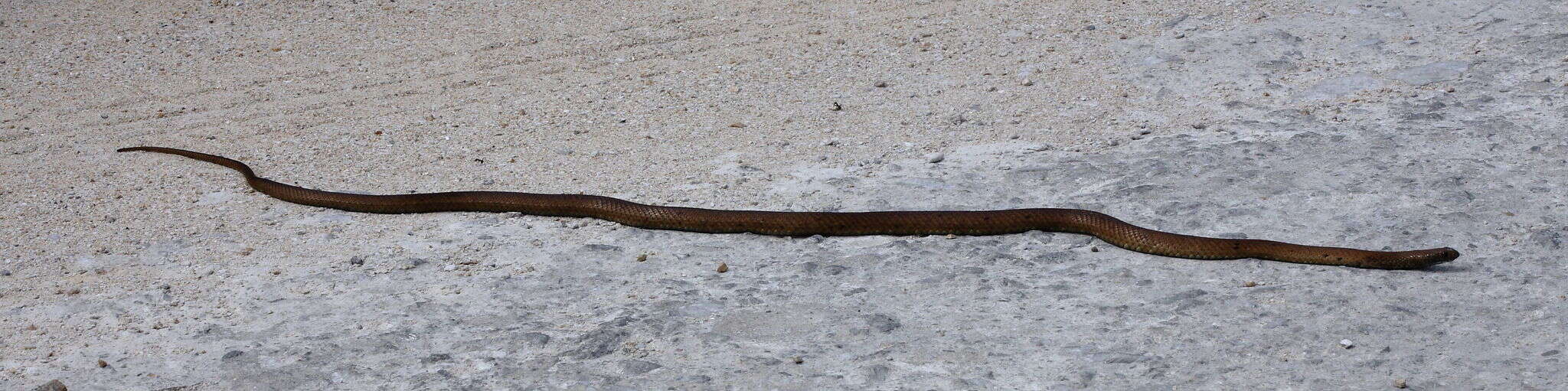 Image of Peninsula Brown Snake