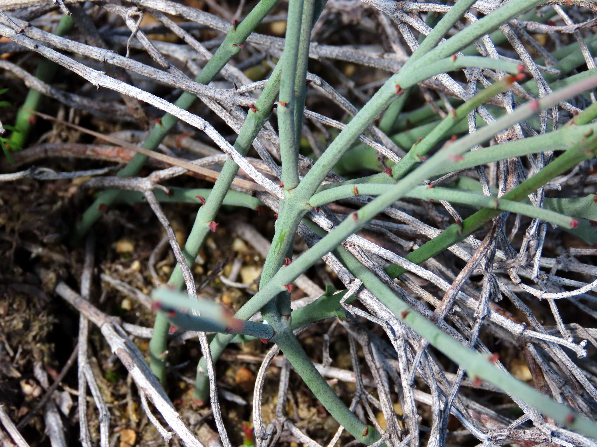 Image of Euphorbia tenax Burch.