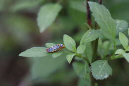 Plancia ëd Oncometopia (Oncometopia) nigricans (Walker & F. 1851)