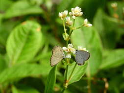 Image of Everes lacturnus rileyi