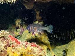 Image of Orange cardinalfish