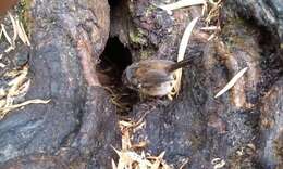 Image of Spotted Scrubwren