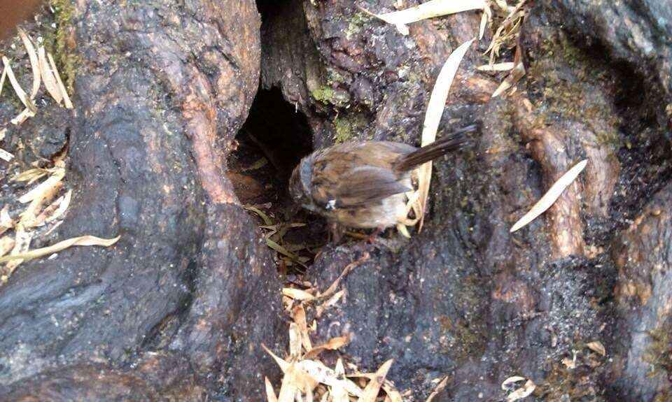 Image of Spotted Scrubwren