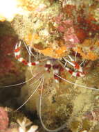 Image of coral shrimps