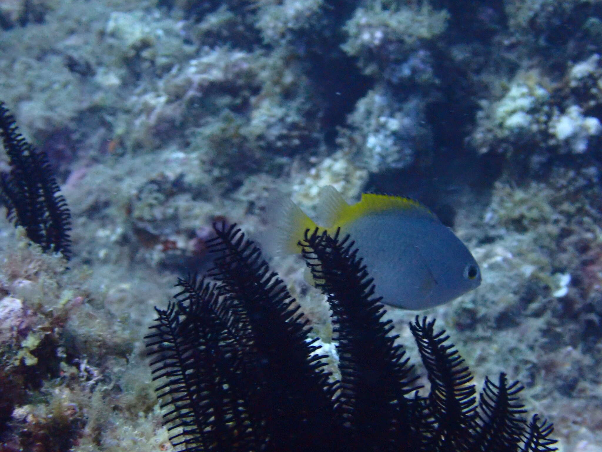 Image of Damselfish