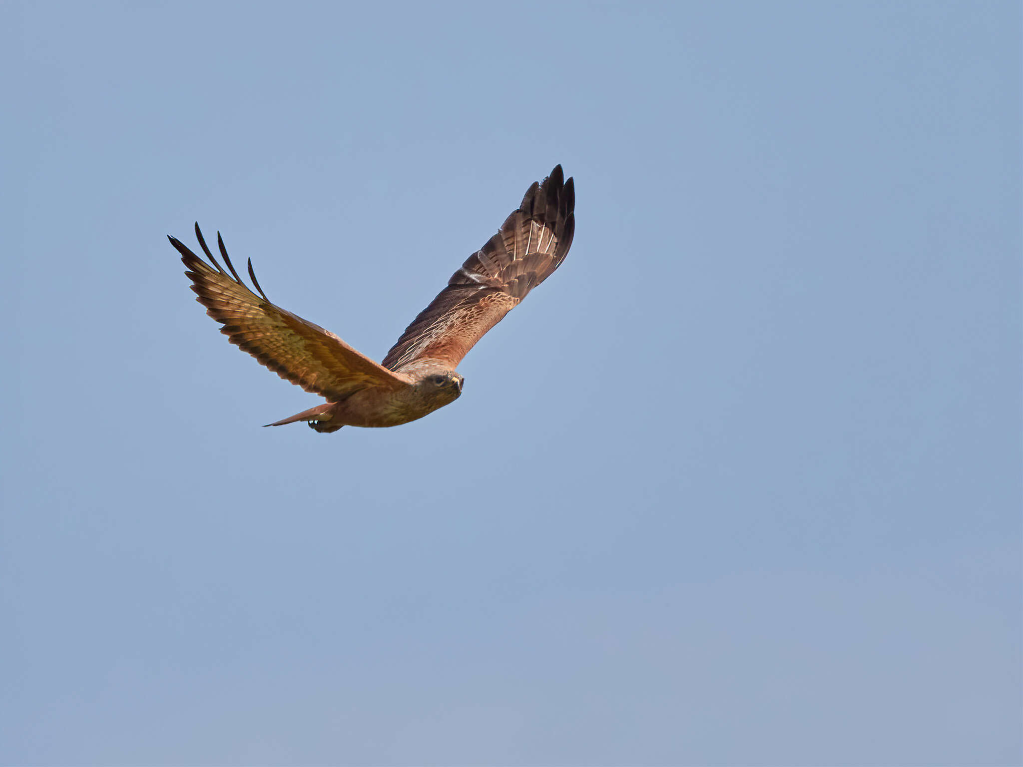 Image of Buteo buteo menetriesi Bogdanov 1879