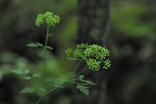 Image of hairyjoint meadowparsnip