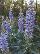 Image of Gulf Coast lupine