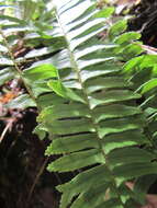 Image of Streamside Sword Fern