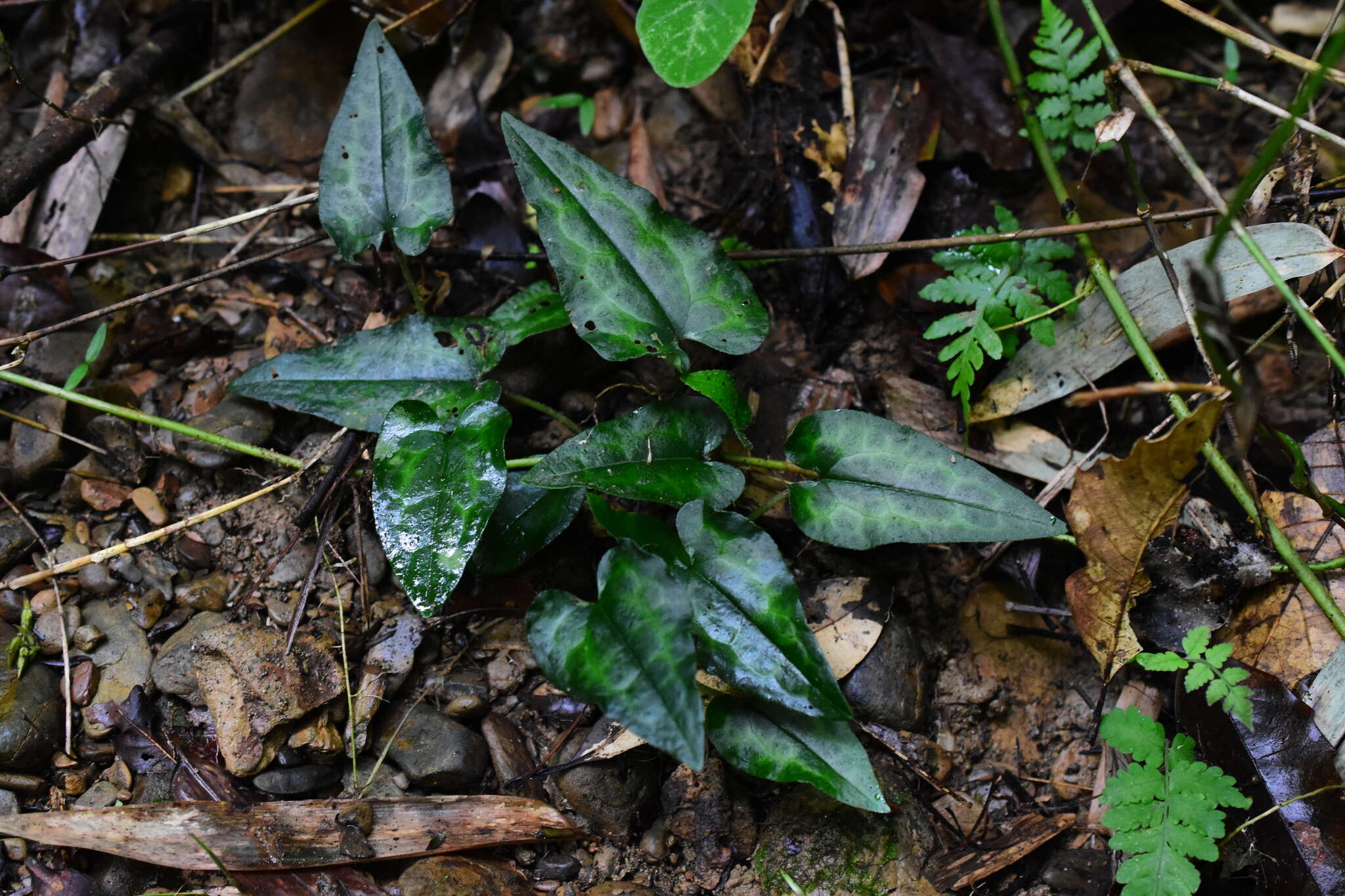 Image of Asarum epigynum Hayata