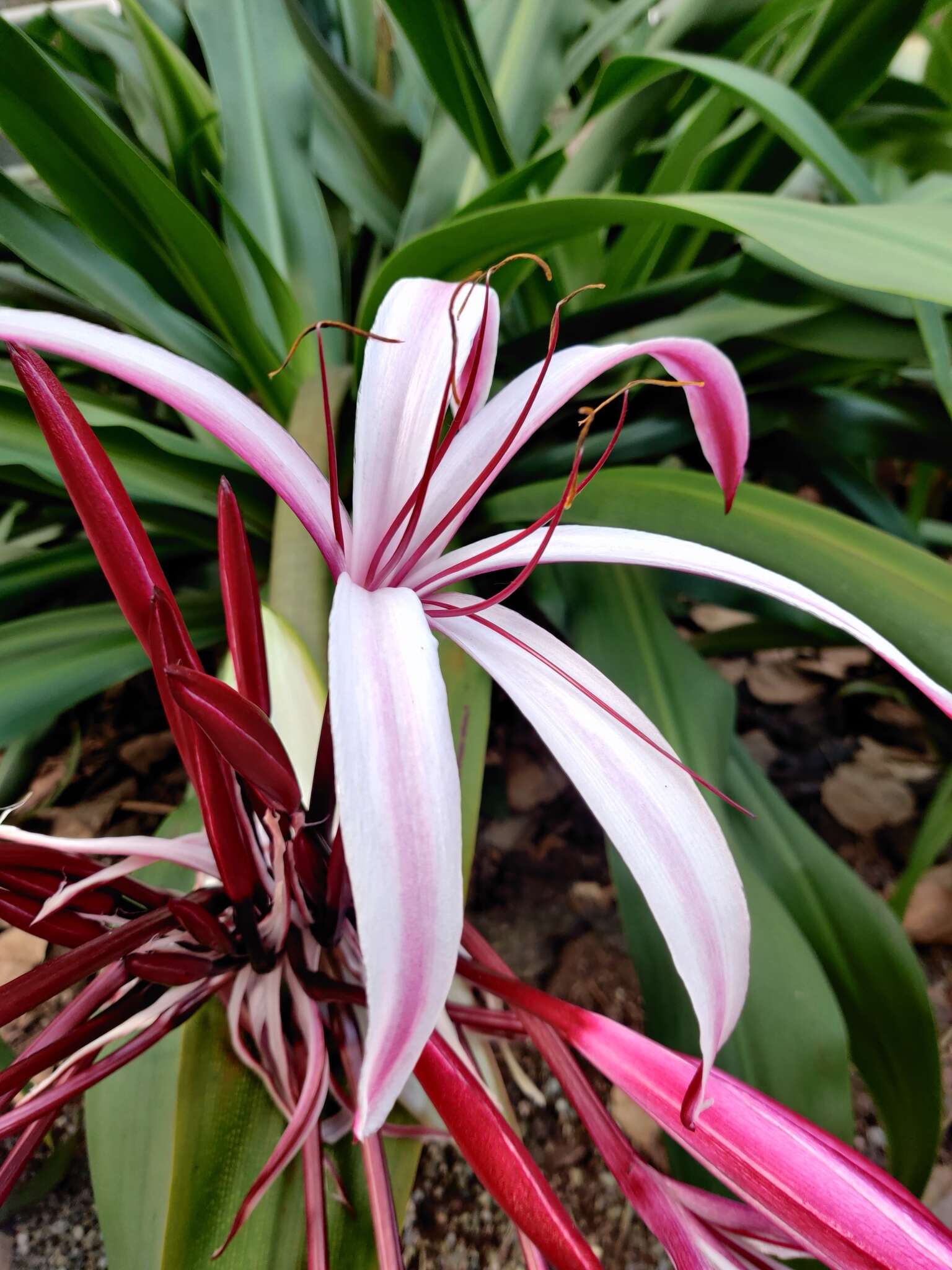 Image of Crinum amabile Donn ex Ker Gawl.