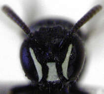 Image of Hylaeus perhumilis (Cockerell 1914)