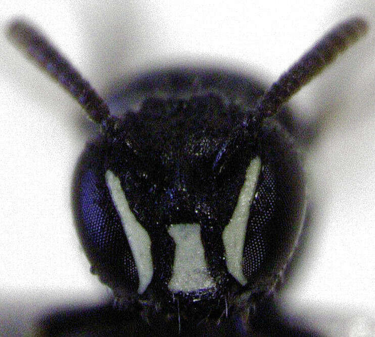 Image of Hylaeus perhumilis (Cockerell 1914)