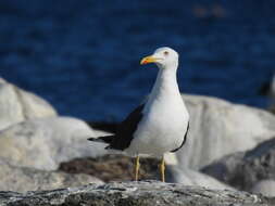 Image of Larus fuscus intermedius Schiøler 1922