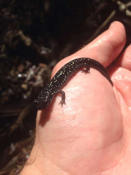 Image of Plethodon grobmani Allen & Neill 1949