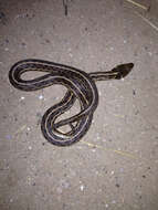 Image of Checkered Garter Snake