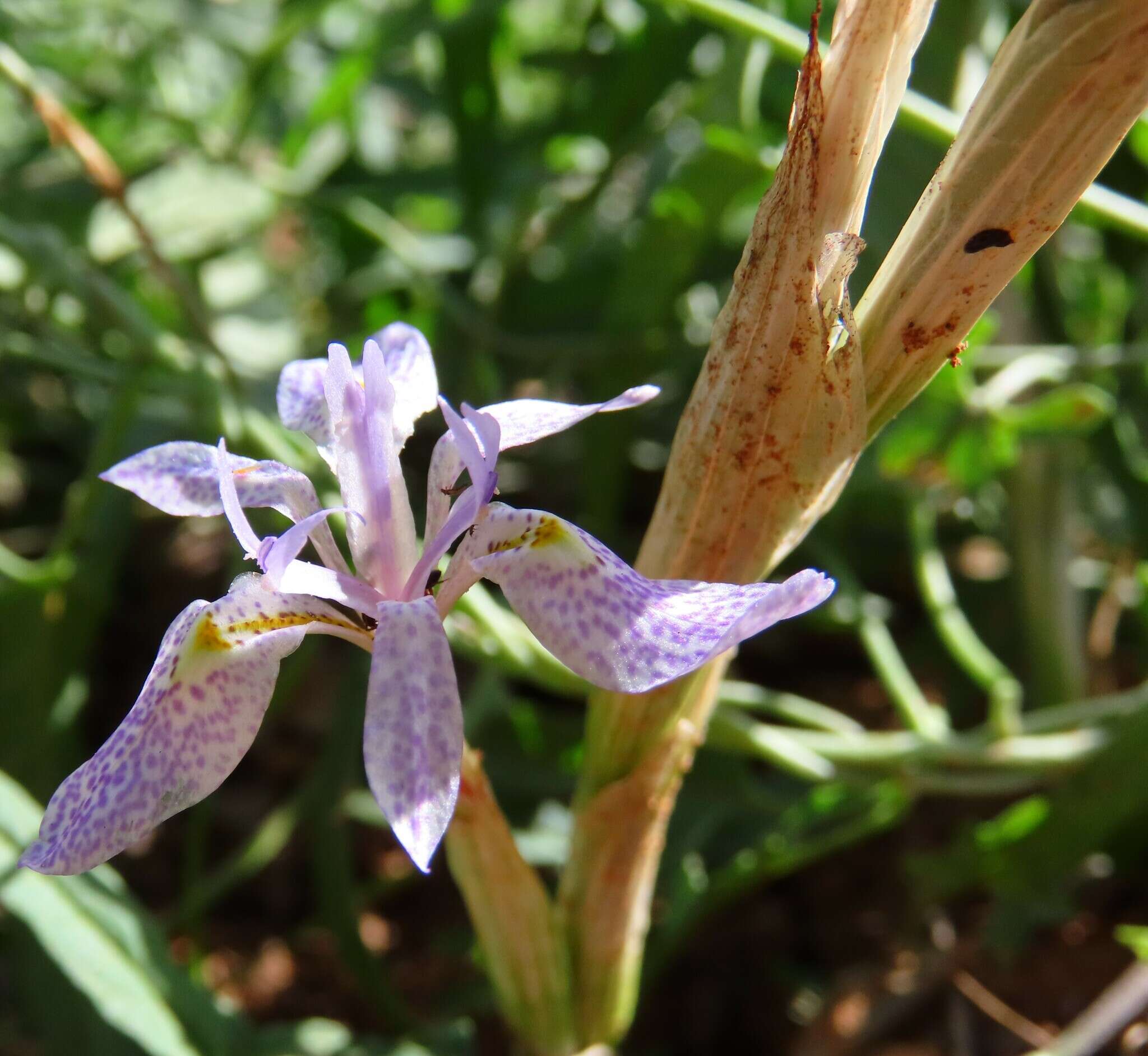 Image of Moraea simulans Baker