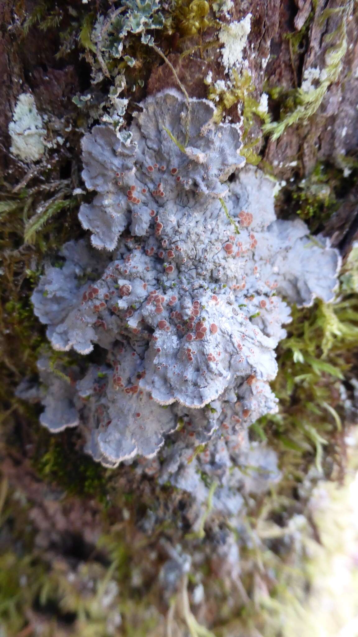 Image of degelia lichen