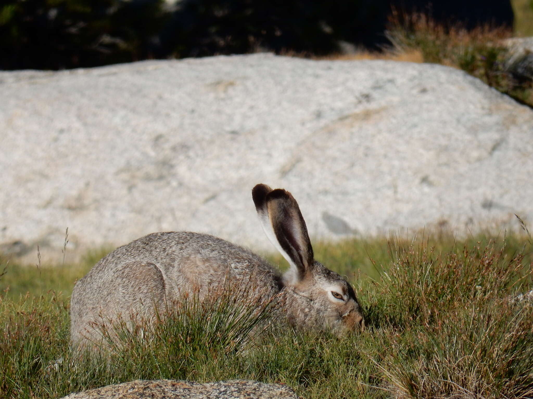 Imagem de Lepus townsendii Bachman 1839