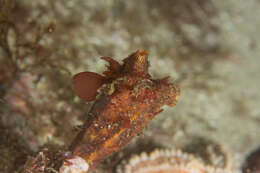 Image of angular ascidian