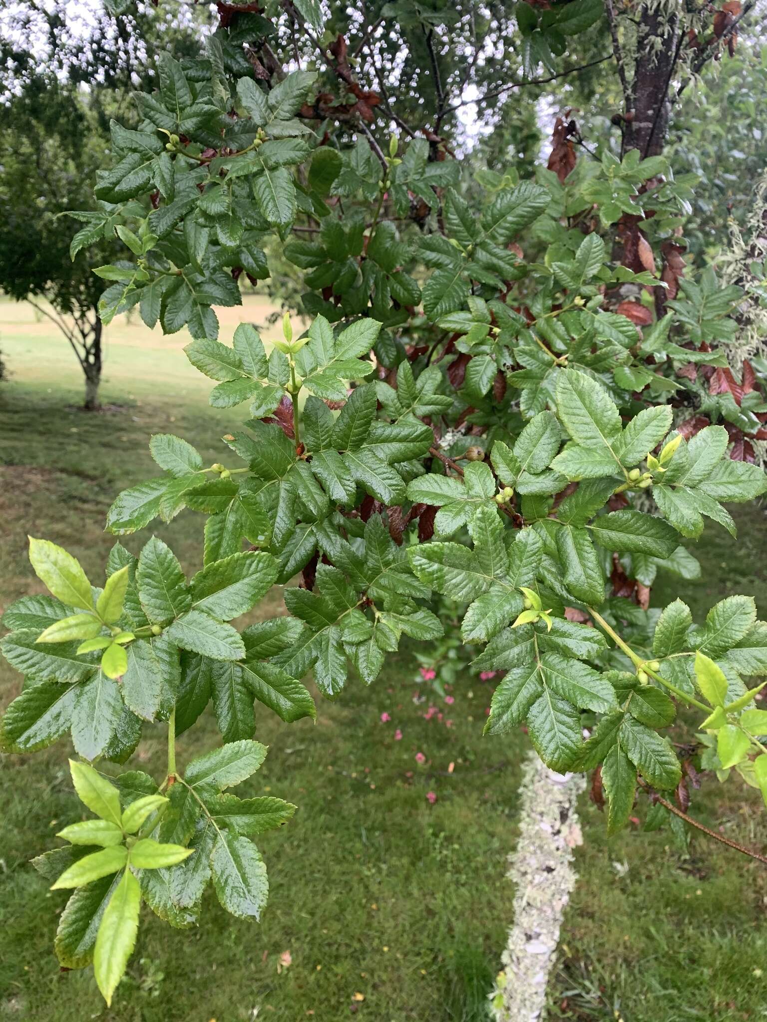 Слика од Eucryphia glutinosa (Poepp. & Endl.) Baill.