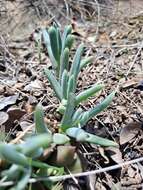 Image of Delosperma pilosulum L & Bolus