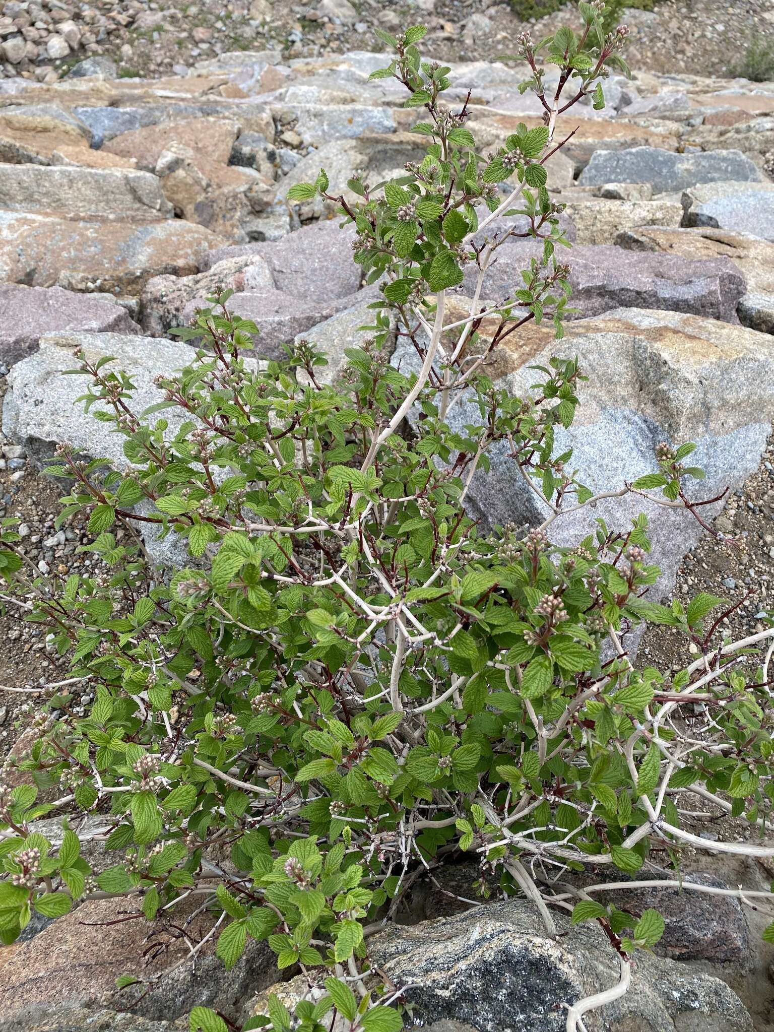 Image de Jamesia americana var. americana