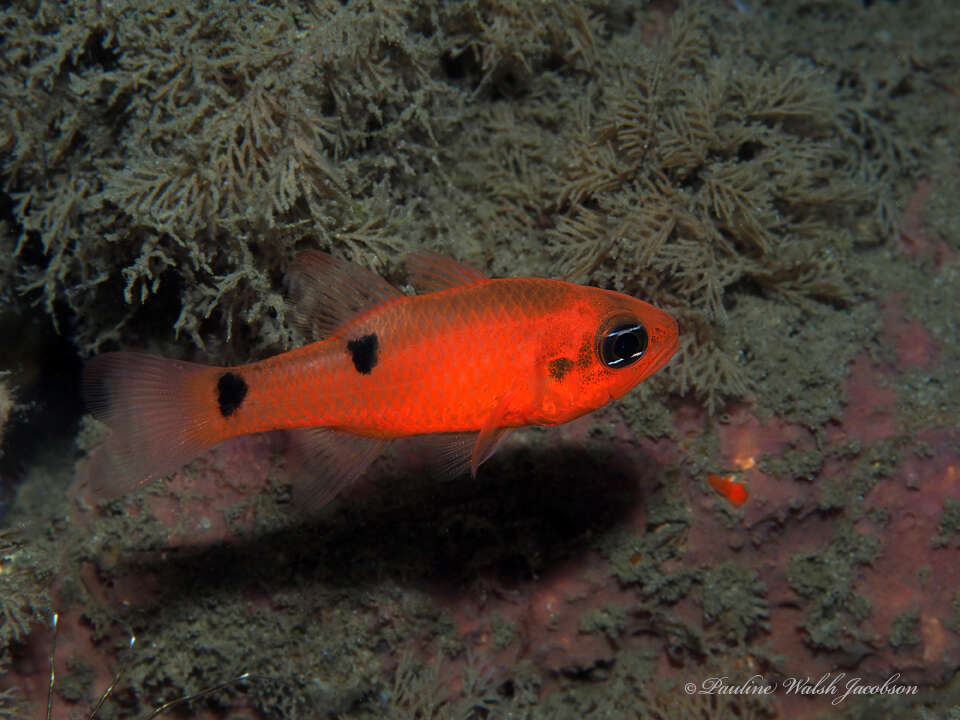 Image of Twospot Cardinalfish