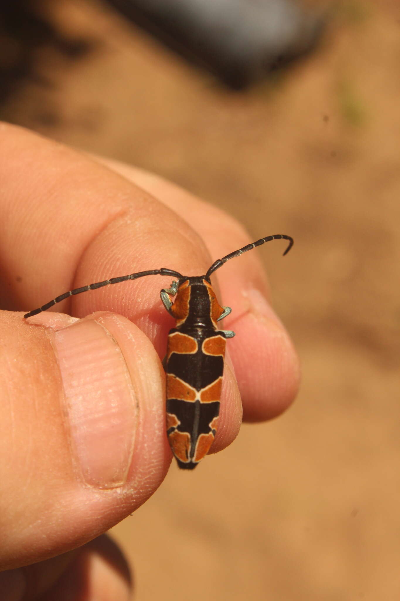 Image of Tragocephala frenata Gerstaecker 1855