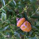 Image de <i>Poecilocoris rufigenis</i>