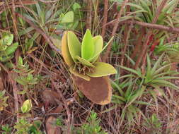 Image of Garcinia amplexicaulis Vieill. ex Pierre