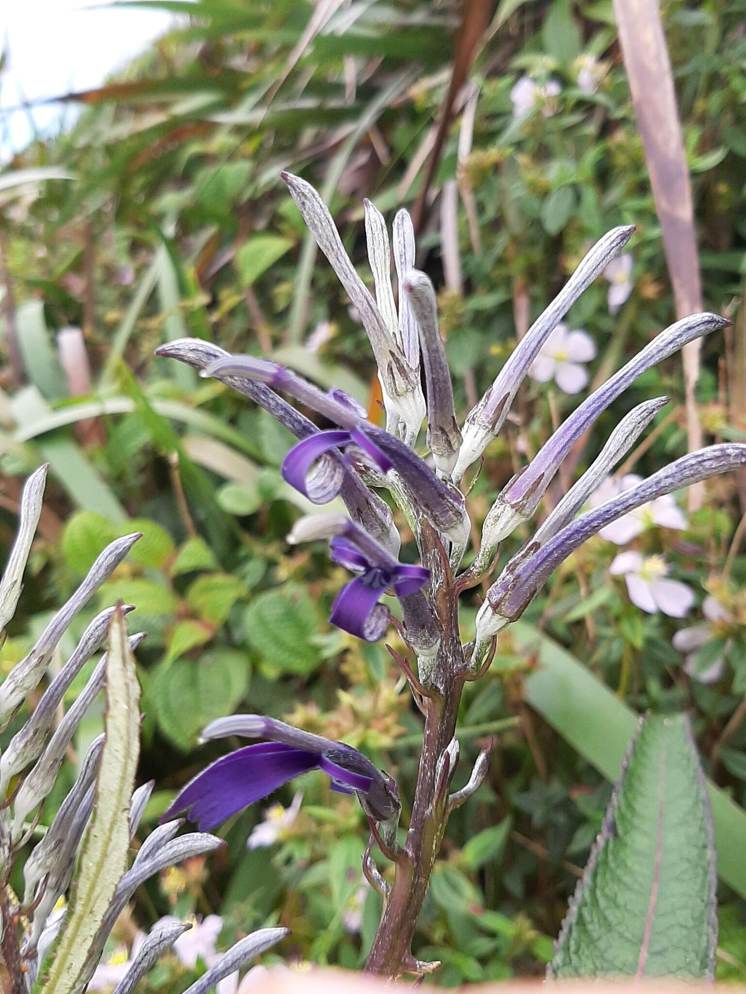 Imagem de Lobelia hypoleuca Hillebr.