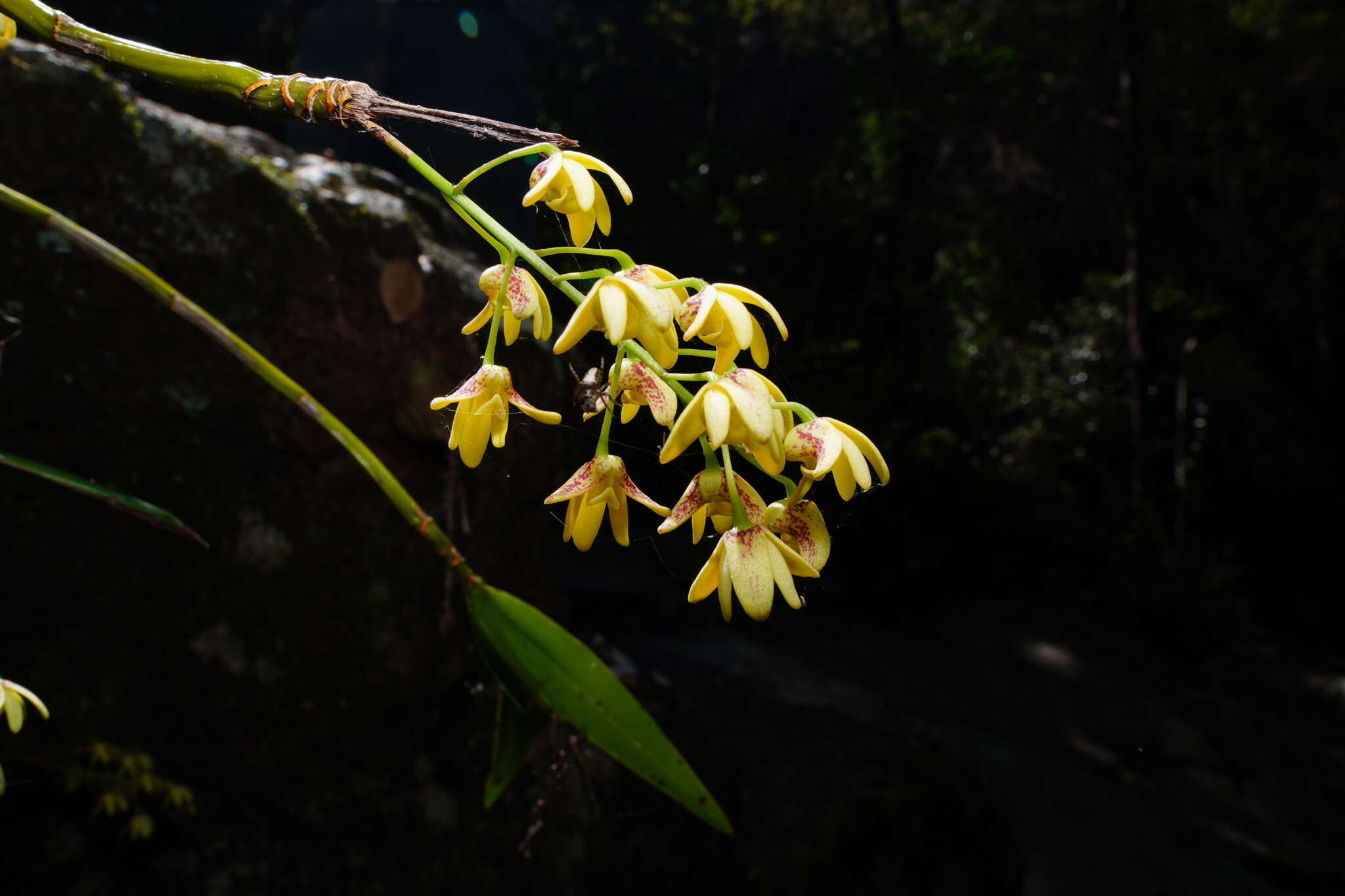 Слика од Dendrobium gracilicaule F. Muell.