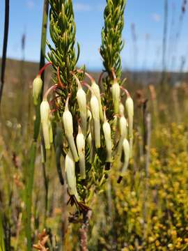 Erica plukenetii subsp. bredensis E. G. H. Oliv. & I. M. Oliv. resmi