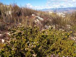 Image of Leucadendron sorocephalodes Phillips & Hutchinson