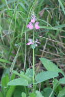 Image of PInk Mint