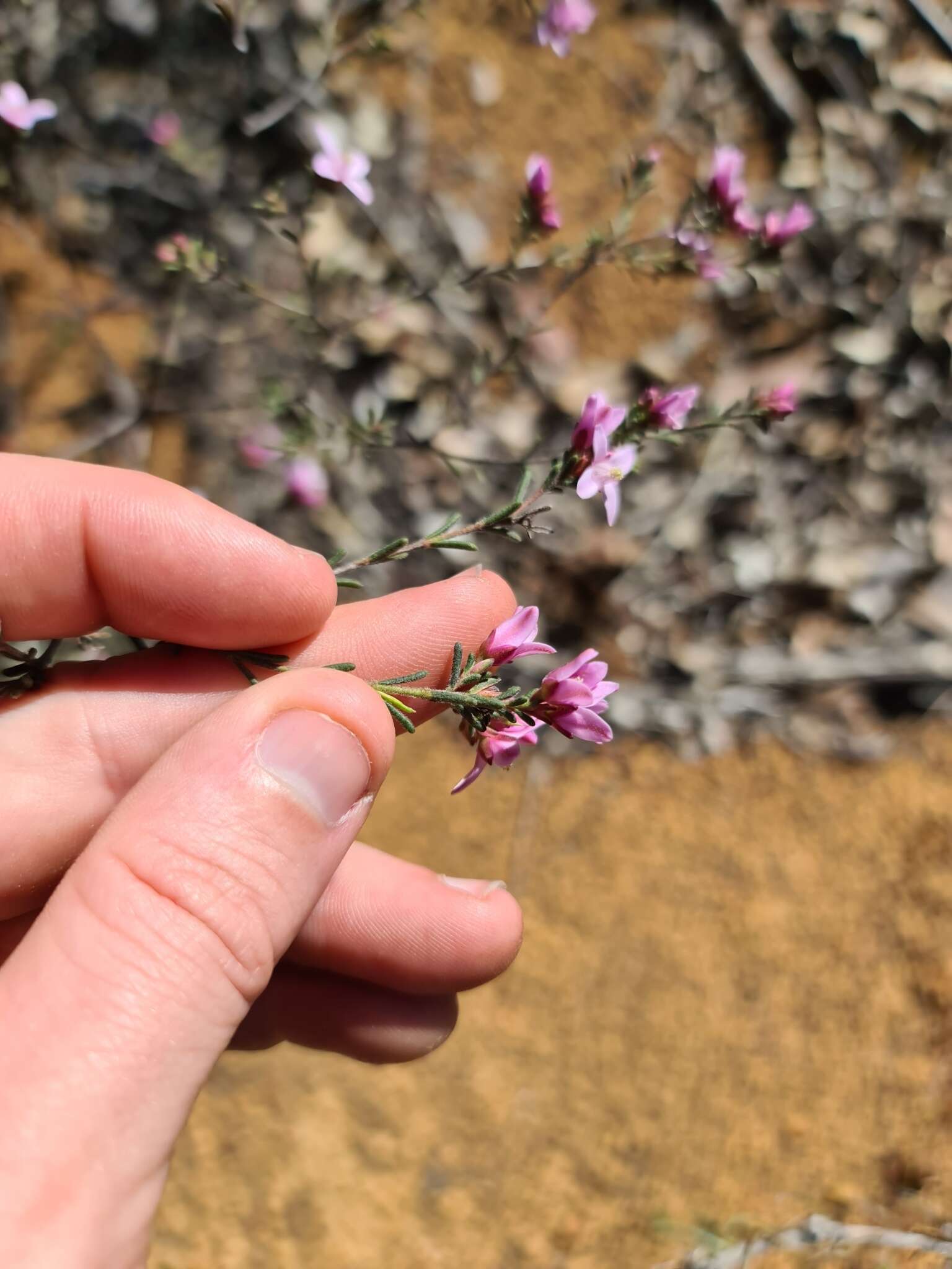 Image of Boronia capitata Benth.