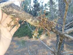 Image of coastal dwarf mistletoe